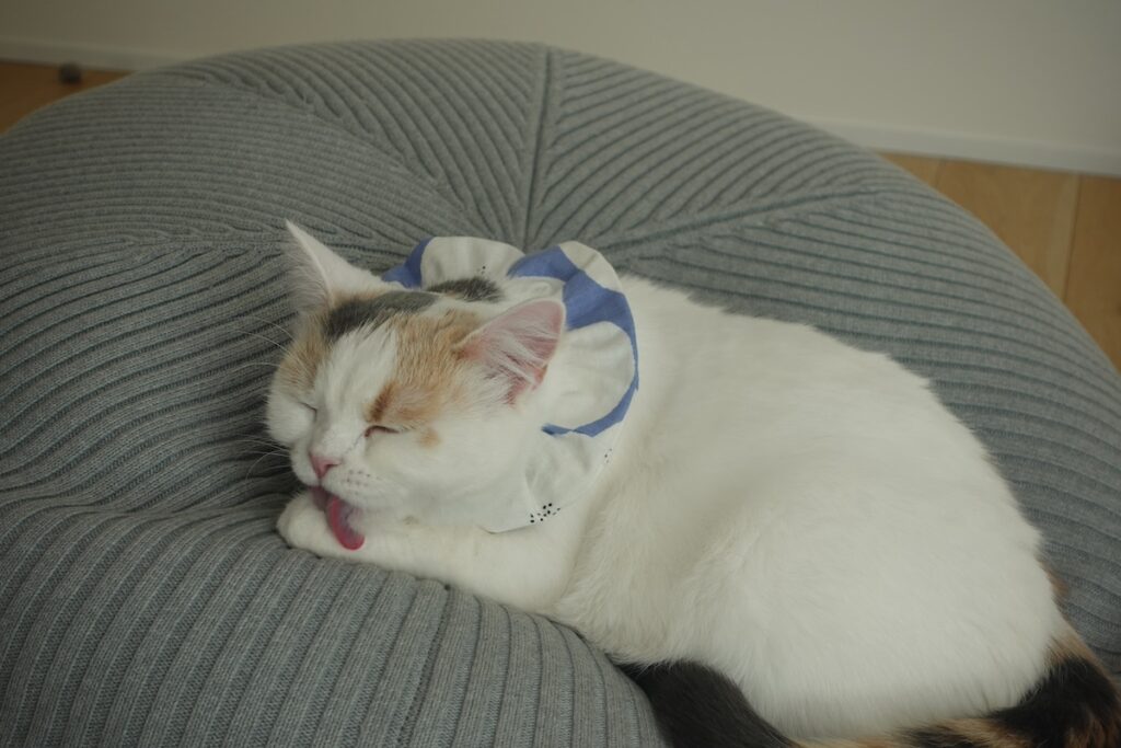 とりあえず体をきれいにしてと……、【気まぐれそぼろの徒然Days。】三毛猫