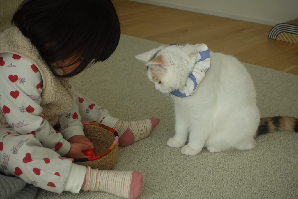 姉さん、ボール貸して。1つでいいから。【気まぐれそぼろの徒然Days。】三毛猫