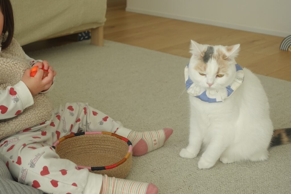 えーーーん。貸してもらえなかった。【気まぐれそぼろの徒然Days。】三毛猫