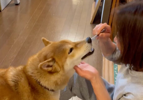 ハルくん、歯磨き大好き。柴犬子犬ハルのワンダフルライフ