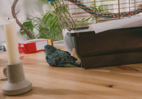 ダイアン、座ってる？【僕とサザナミインコ ダイアンの生活。vol.118】