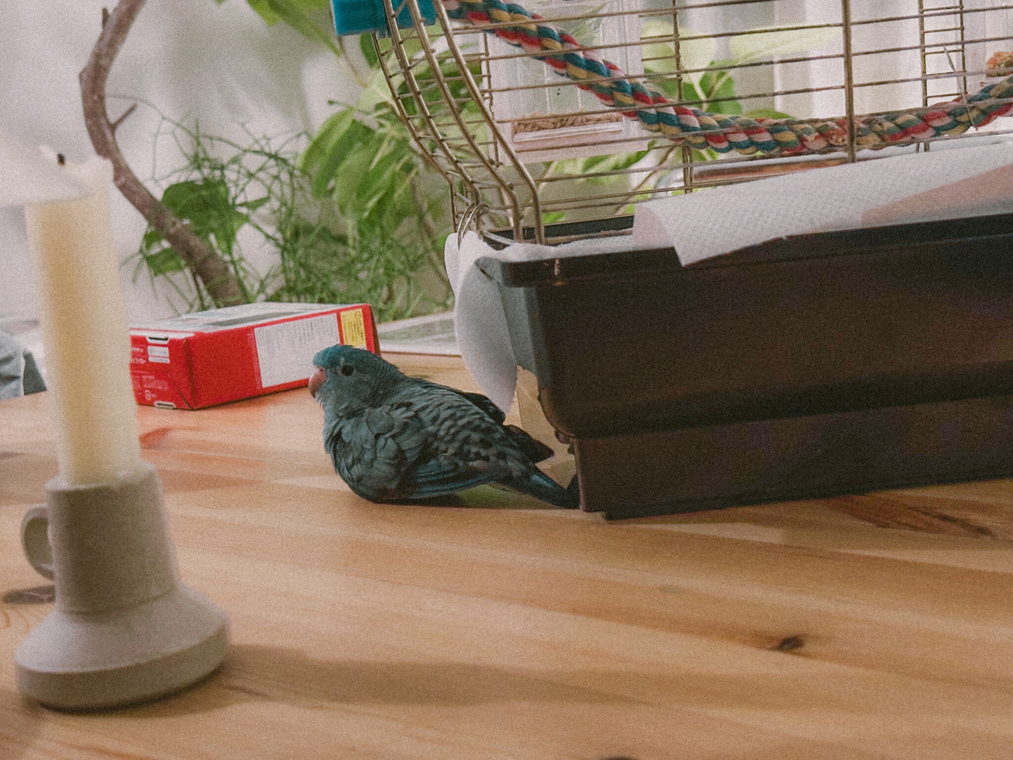 ダイアン、座ってる？【僕とサザナミインコ ダイアンの生活。vol.118】