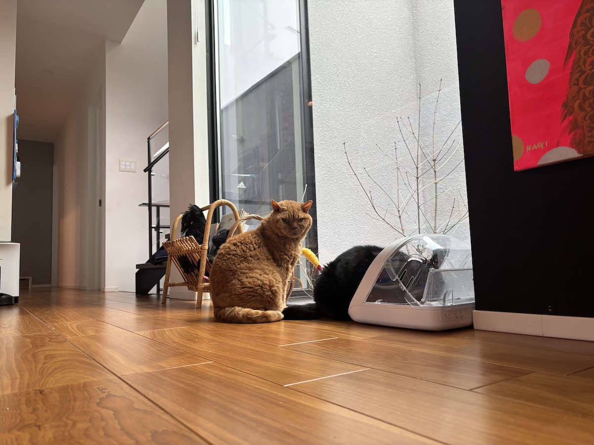 黒猫みんと様専用 SIXPAD シナダ SHINADA ぬいぐるみ もちねこ クロ(XL