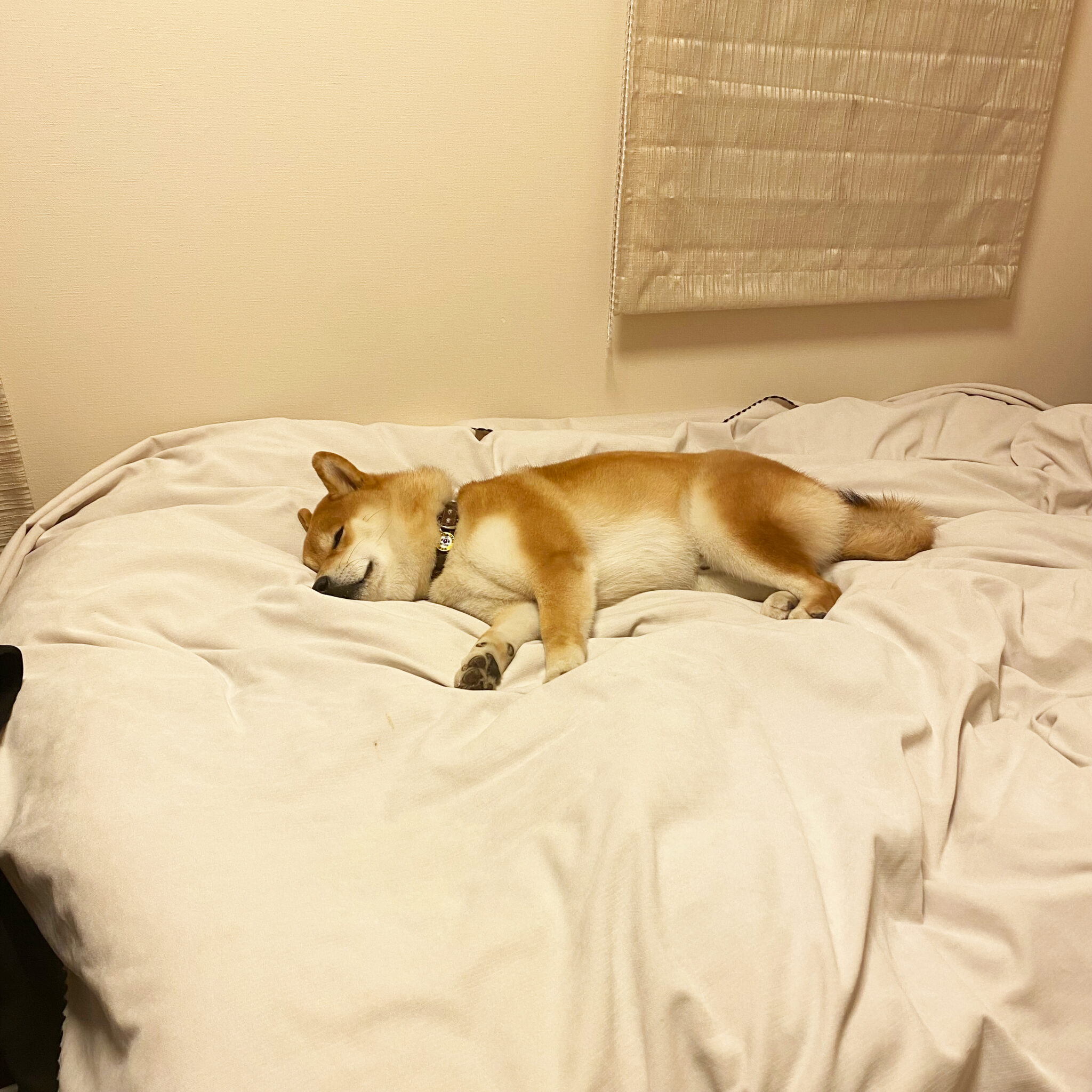 ハルくん、こっちで寝ようかな。