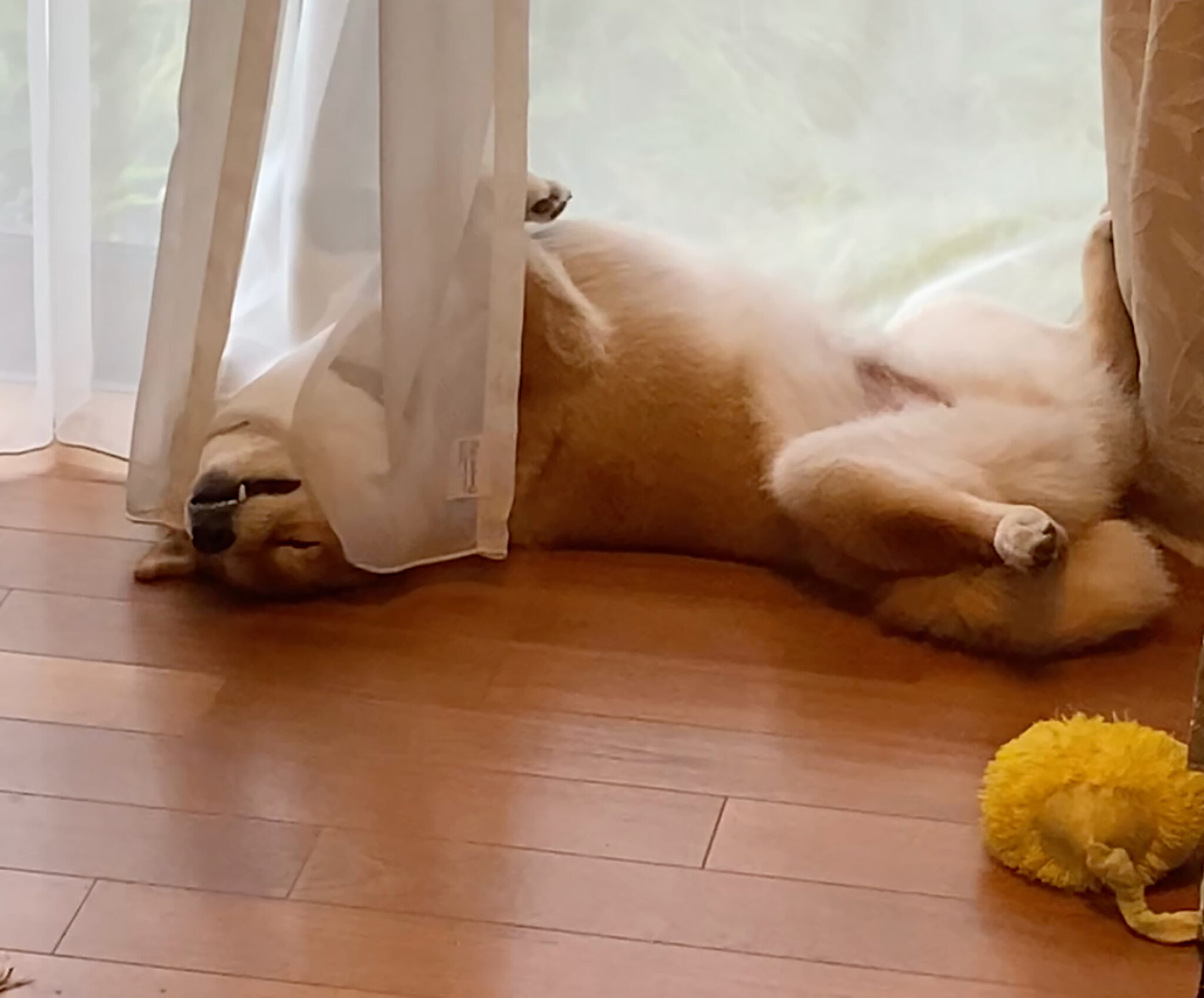 ハルくん、朝のヘソ天。