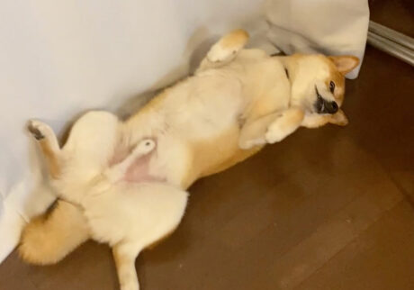 ハルくん、夜もヘソ天。柴犬子犬ハルのワンダフルライフ