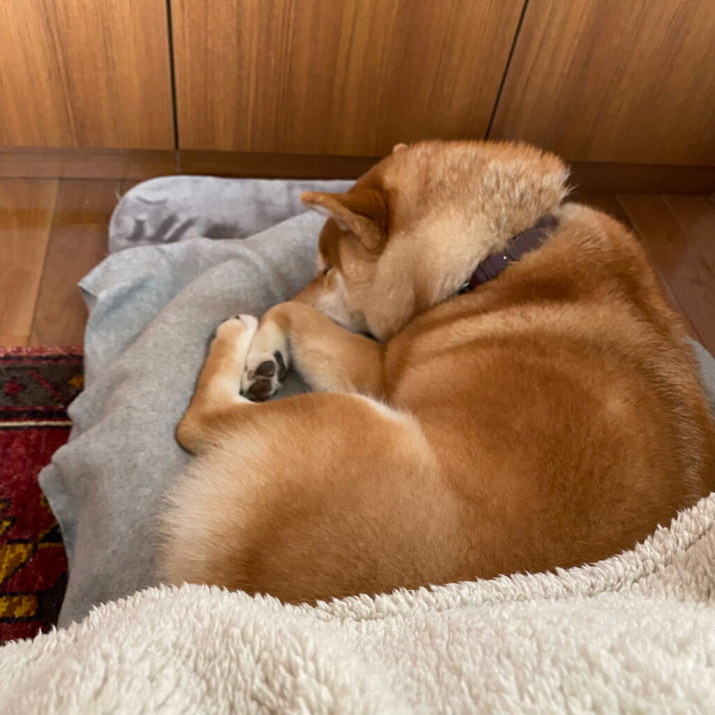 ハルくん、あっちこっち寝。 柴犬子犬ハルのワンダフルライフ