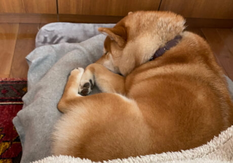 ハルくん、あっちこっち寝。 柴犬子犬ハルのワンダフルライフ