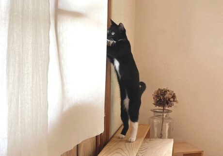 わび「今日はお庭に誰か来てるのでしょうか？ ちらっと見てみます」【わびとさびの看板ねこ日誌。】黒猫