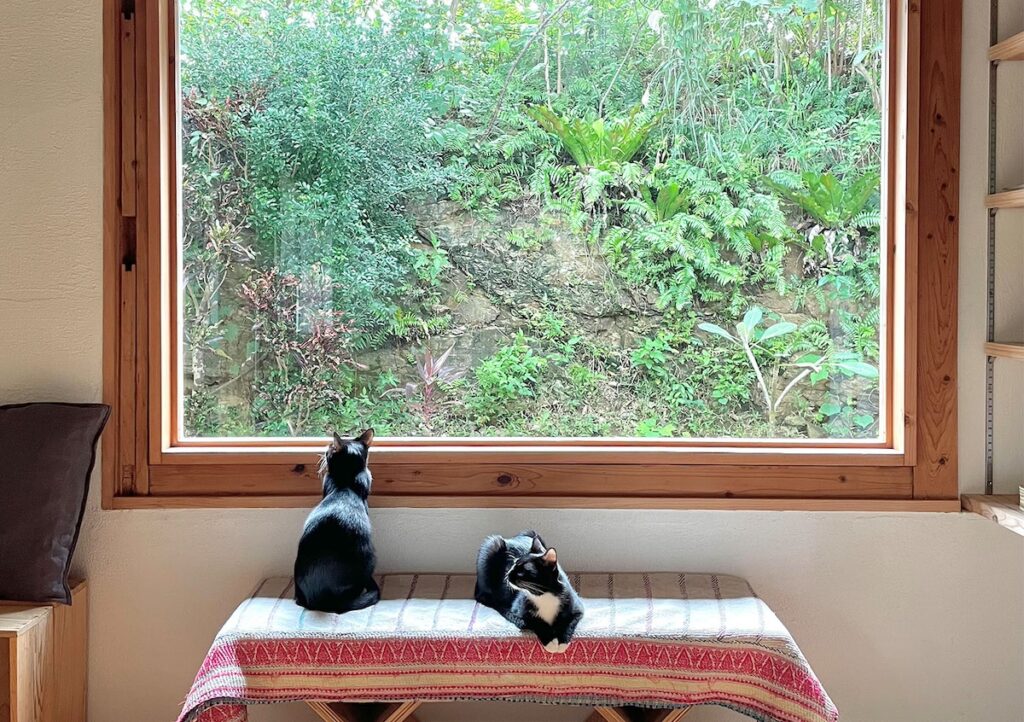 さび (左) 「この窓からながめていたら、みなさんのことも見えるかなあ？」【わびとさびの看板ねこ日誌。】黒猫