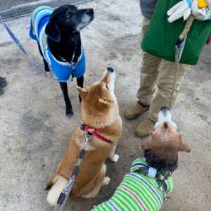 ハルくん、お友だちとおやつ。柴犬子犬ハルのワンダフルライフ