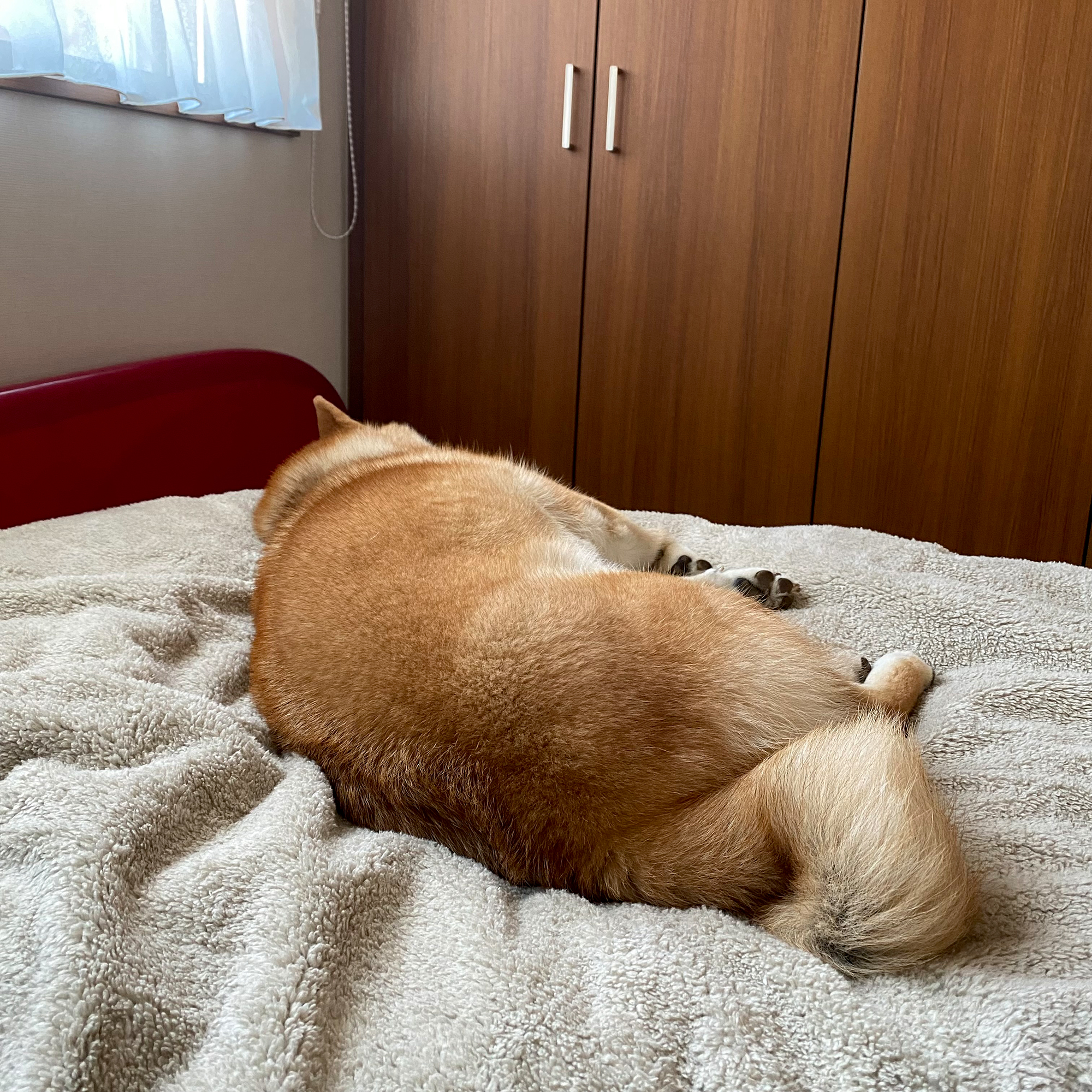 ハルくん、なんかおっきい。