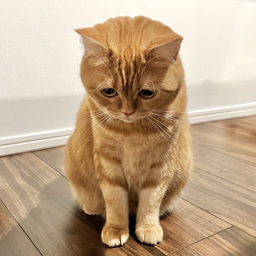 伏し目がちに、はじめまして。茶トラ ハナ