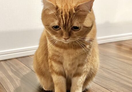 伏し目がちに、はじめまして。茶トラ ハナ