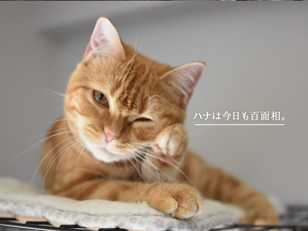 ハナは今日も百面相。猫 チャトラ