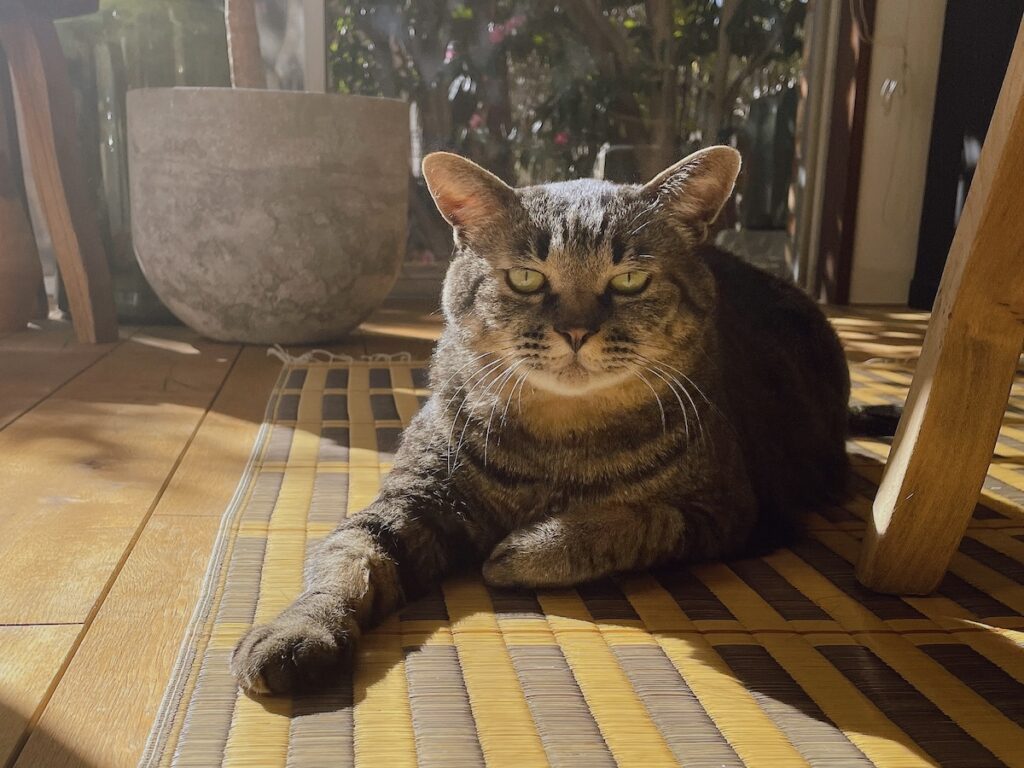 おはようさんです。日曜日のねこ、れみです。ゴールデンウィーク真っ只中、みなさまいかがお過ごしでしょうか？ ボクは毎日ゴールデンウィークやからな、今日が特別ではないで。特別にするのは自分しだい、楽しくするのも自分しだいや！【ぽっちゃり猫、れみのピースフル記。】キジトラ