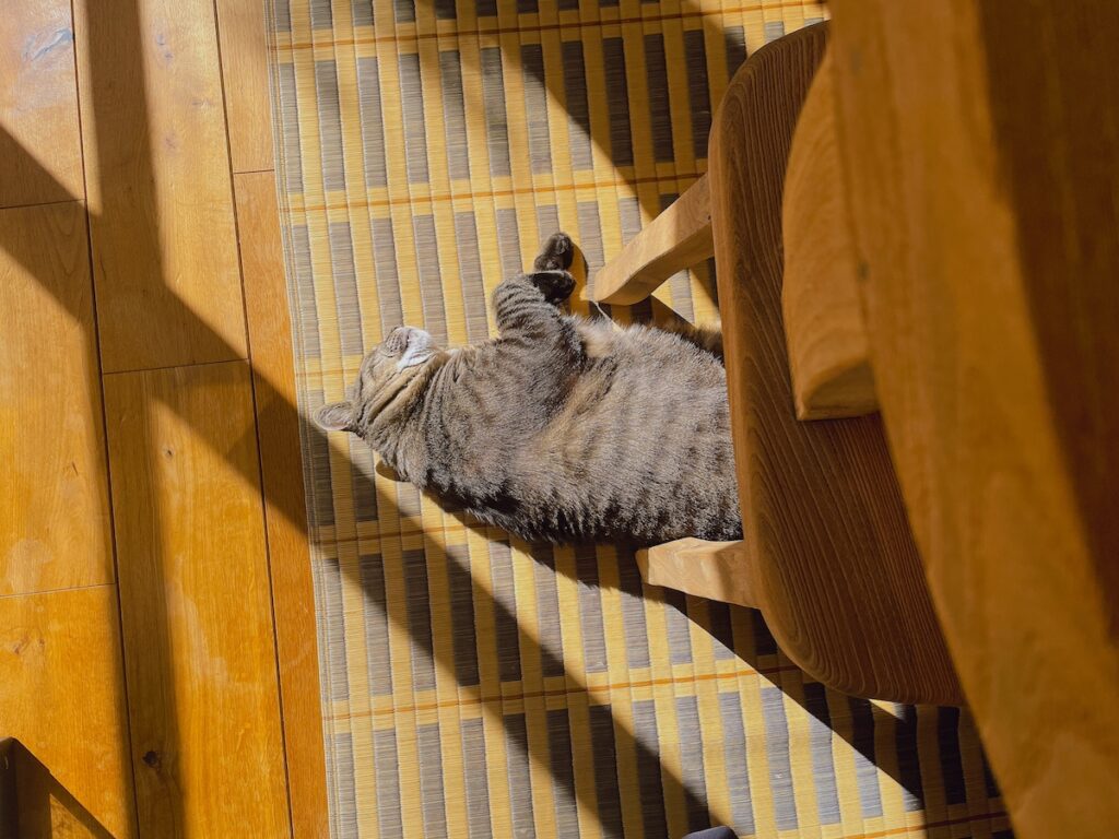 うほ〜い、最高のひなたぼっこ日和！ 気持ちいいわ〜。【ぽっちゃり猫、れみのピースフル記。】キジトラ