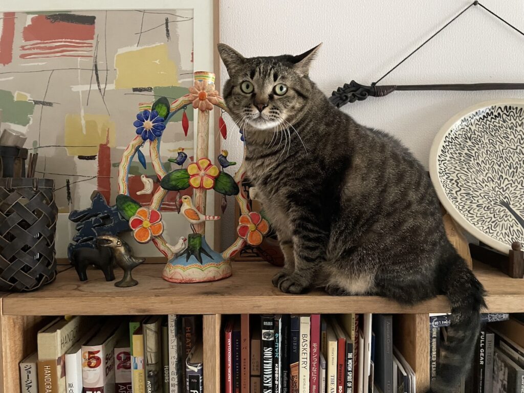おはようさん、日曜日のねこのれみやで。実はな、みなさんにお知らせがあるねん。この連載、今日を入れて残り3回でボクは卒業するねん。１年半、あっという間やったわ！【ぽっちゃり猫、れみのピースフル記。】キジトラ