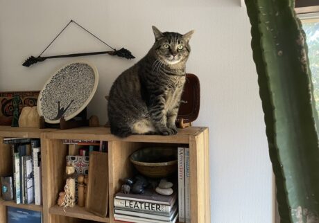 ボクはもっぱら本棚かカーテンレールやわ。こう見えてシニア期に入ったから、最近はあんまり高い所に登られへんようになってきたけど、たまにお庭の鳥さんをここから見下ろして、こんにちは〜って挨拶するねん。にゃあ〜〜〜〜！ (こんにちは〜！) 【ぽっちゃり猫、れみのピースフル記。】キジトラ