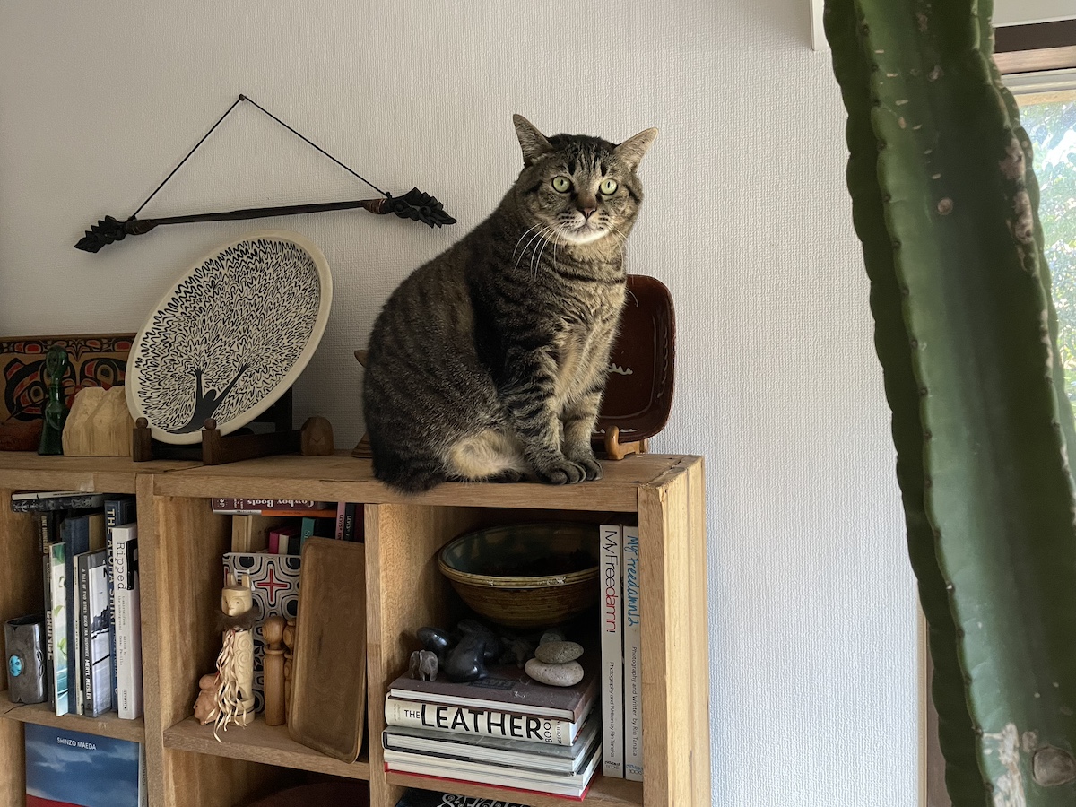 高いところに登る理由。【ぽっちゃり猫、れみのピースフル記。vol.88】