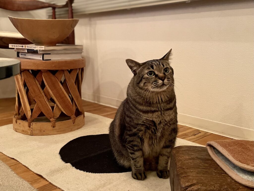 ついに最終回。ボクがみなさんに伝えたいこと。【ぽっちゃり猫、れみのピースフル記。】キジトラ