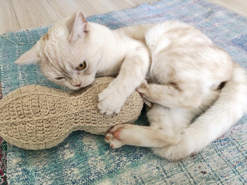 そして、今のぼくだよ。ニンゲン年齢だと、大体19才なんだって。ぼくたちねこのライフステージでいうと、生後18ヶ月 (ニンゲン年齢だと21才) 頃に、子ねこからおとなに上がるんだって。だから、ぼくは今ちょうど、少年からおとなになる手前。おとなってどんなのかなぁ。まだわかんないや。ぼくは、1年前も今も変わらず遊ぶと夢中になっちゃうし、毎日がとっても楽しい。だから、いくつになっても、こんな幸せいっぱいな日々が続くと良いなぁって思ってるんだ。【ベイビーヤーヤ、おとなへの道。】スコティッシュフォールド