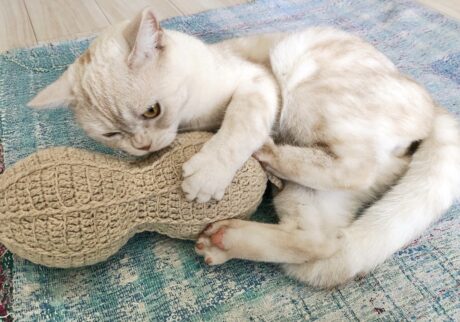 そして、今のぼくだよ。ニンゲン年齢だと、大体19才なんだって。ぼくたちねこのライフステージでいうと、生後18ヶ月 (ニンゲン年齢だと21才) 頃に、子ねこからおとなに上がるんだって。だから、ぼくは今ちょうど、少年からおとなになる手前。おとなってどんなのかなぁ。まだわかんないや。ぼくは、1年前も今も変わらず遊ぶと夢中になっちゃうし、毎日がとっても楽しい。だから、いくつになっても、こんな幸せいっぱいな日々が続くと良いなぁって思ってるんだ。【ベイビーヤーヤ、おとなへの道。】スコティッシュフォールド