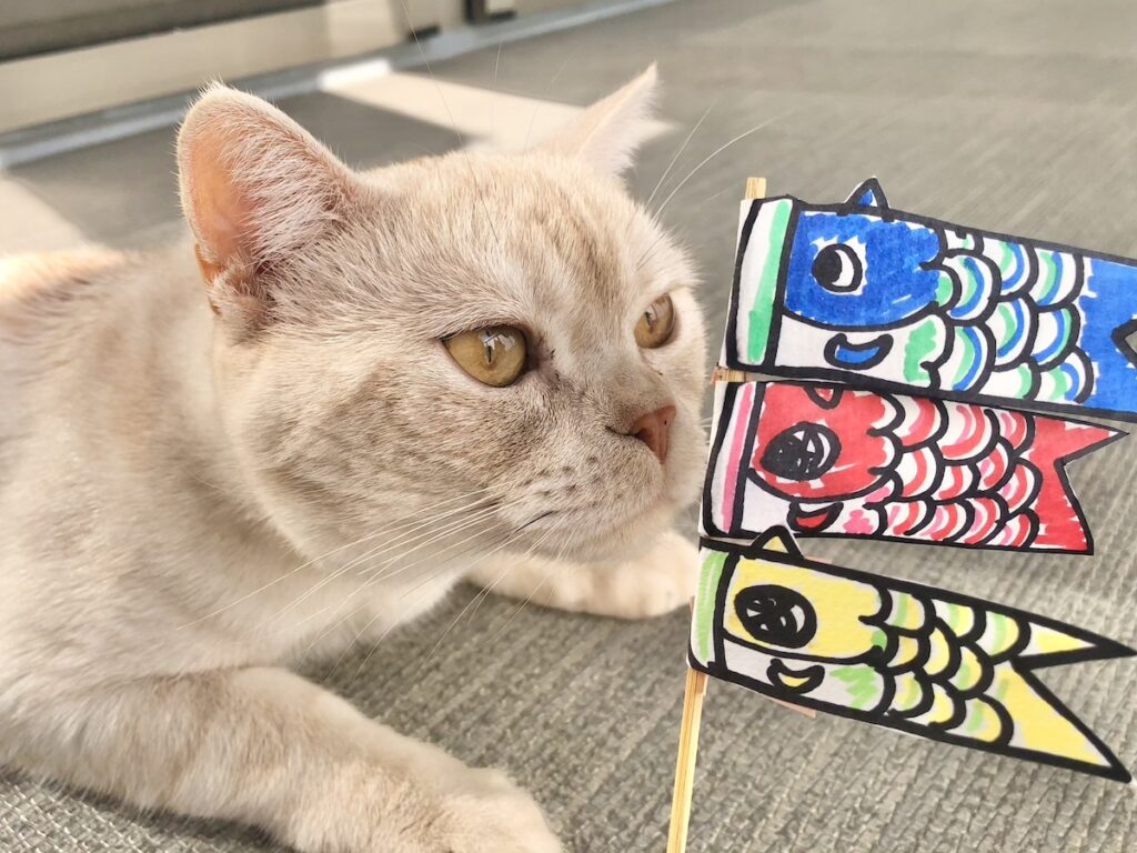 きょう5月5日は、こどもの日なんだって。こどもの日には、こどもたちが大きく元気になることを願って“鯉のぼり”を飾るんだって。だから、ママがぼくサイズの鯉のぼりを作ってくれたよ。この鯉のぼりには「ヤーヤくんがこれからもずっと、健やかに元気いっぱい成長しますように」っていうママとパパの願いがこめられてるんだよ。願い叶ってるね。だって、ぼく元気いっぱい成長中だよ。【ベイビーヤーヤ、おとなへの道。】スコティッシュフォールド