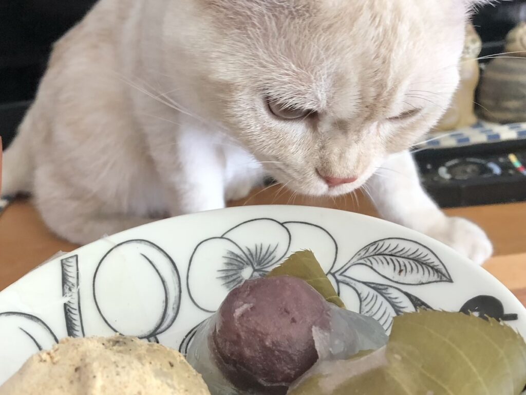 こどもの日には“かしわもち”を食べる習慣もあるんだって。「ヤーヤくんの健やかな成長をお祝いしながら食べるね」ってママが用意をしていたよ。ぼくは、ぼくは食べられないから、香りを楽しんだよ。【ベイビーヤーヤ、おとなへの道。】スコティッシュフォールド
