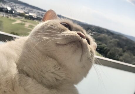 こどもの日に限らず、パパとママが毎日「ヤーヤくんが健やかに毎日楽しく過ごせますように」って、お空にいるウーヤくんとミーヤちゃんにお願いしていること、ぼく知ってるんだ。だから、ぼくも一緒にお空に向かって、ウーヤくんミーヤちゃんに話しかけてるんだよ。【ベイビーヤーヤ、おとなへの道。】スコティッシュフォールド