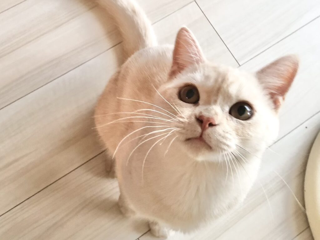 こんにちヤー！ ヤーヤだよ。今日は、ぼくからみなさんへ大切なお知らせがあるんだ。2024年8月から始まったぼくの連載「ベイビーヤーヤ、おとなへの道。」は、今日で最終回。たくさんの方々が、ぼくの成長を見守ってくれて、とってもうれしい気持ちでいっぱいだよ。どうもありがとう。【ベイビーヤーヤ、おとなへの道。】スコティッシュフォールド