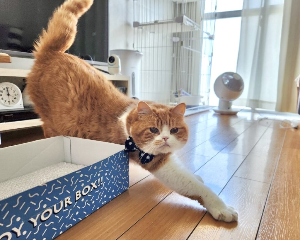 伸びー。シッターのお姉さん、こんにちは。【とろろ、もふもふDays。】ハチワレ