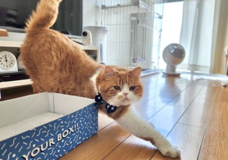 伸びー。シッターのお姉さん、こんにちは。【とろろ、もふもふDays。】ハチワレ