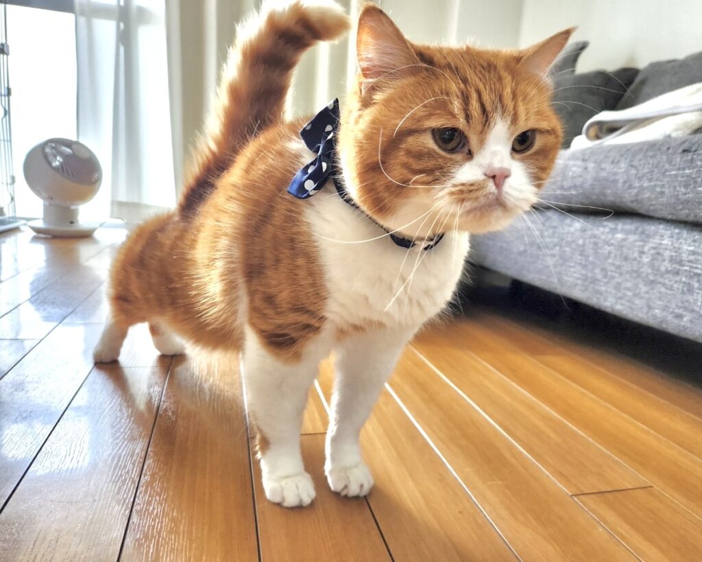 お姉さんがいるということは、今日は飼い主さんは帰って来ないんだね……。後ろ脚伸びー。【とろろ、もふもふDays。】ハチワレ