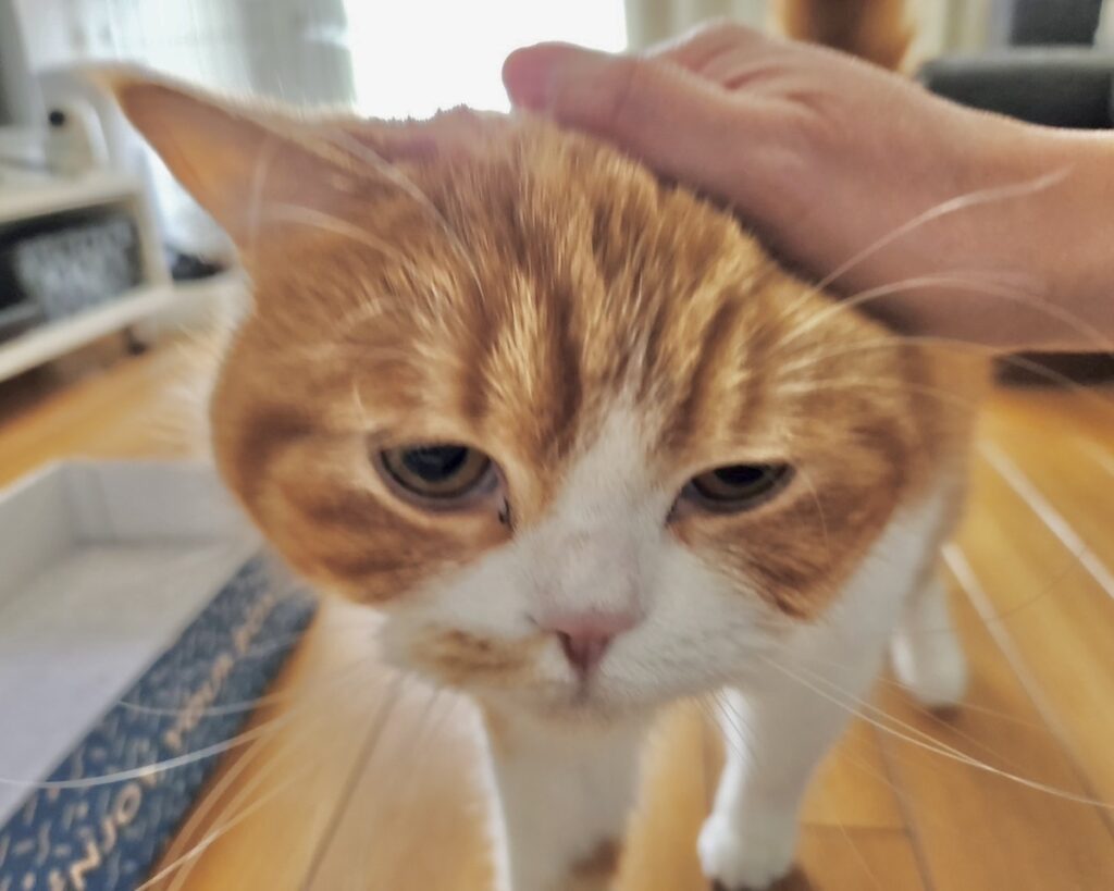 でも僕、今は甘えたい気分なんだぁ。お姉さんの手にスリスリ。【とろろ、もふもふDays。】ハチワレ