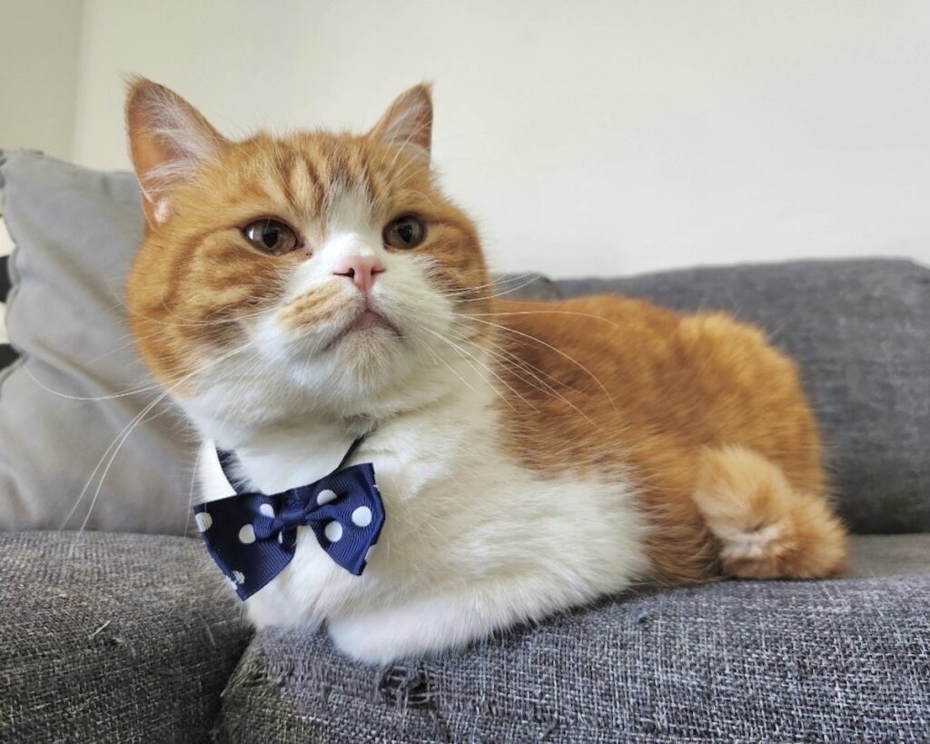 飼い主さん早く帰って来ないかなぁ。玄関の方をチラリ。【とろろ、もふもふDays。】ハチワレ