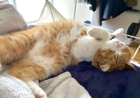 zzz。 (へそ天で爆睡中【とろろ、もふもふDays。】ハチワレ