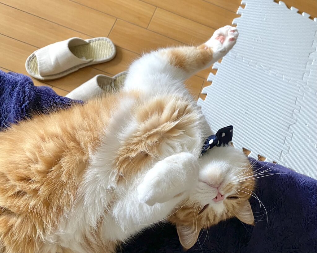 飼い主「とろちゃん、ベッドから落ちそうだよ！」 とろろ「うん、わざとだよ…」【とろろ、もふもふDays。】ハチワレ