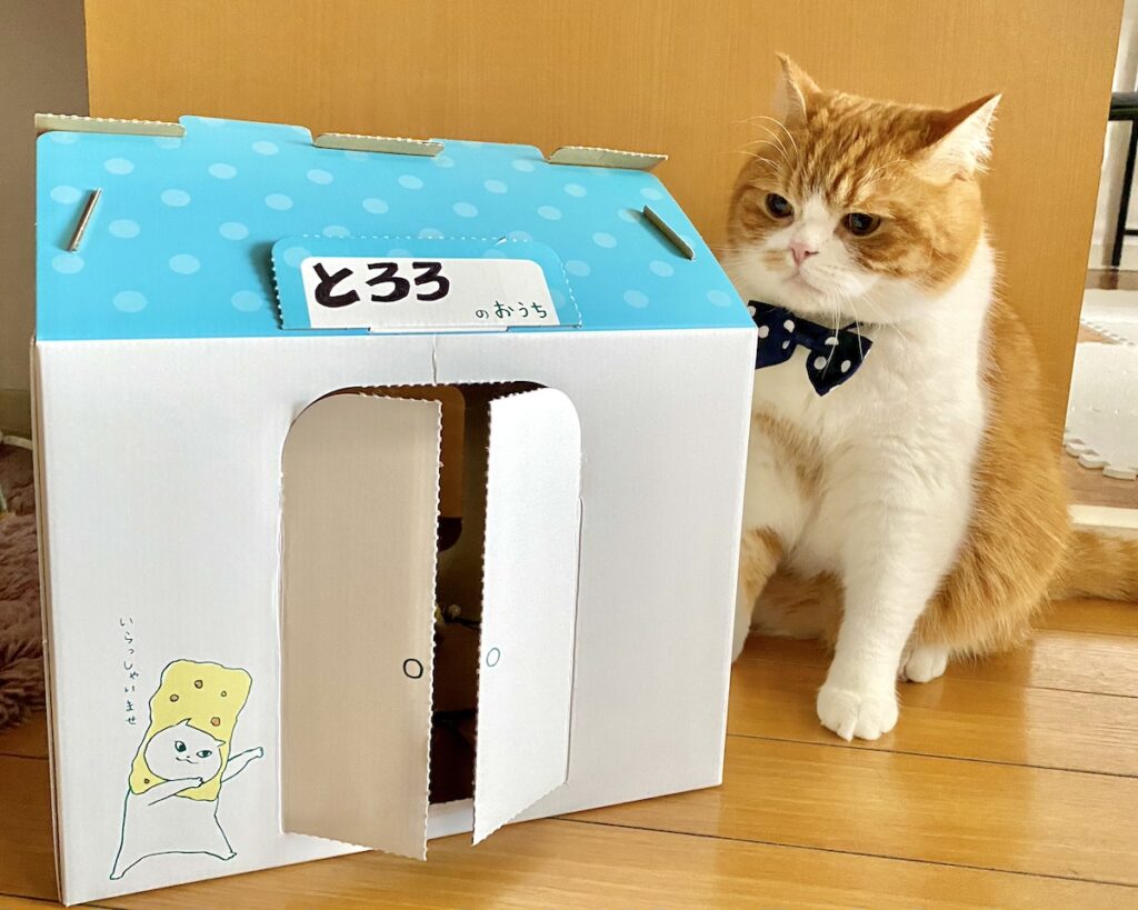 僕の新しいおうちができました。【とろろ、もふもふDays。】ハチワレ