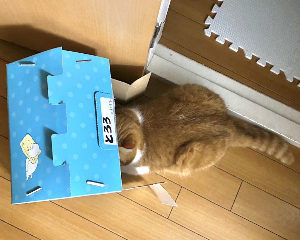 お邪魔しまーす。【とろろ、もふもふDays。】ハチワレ