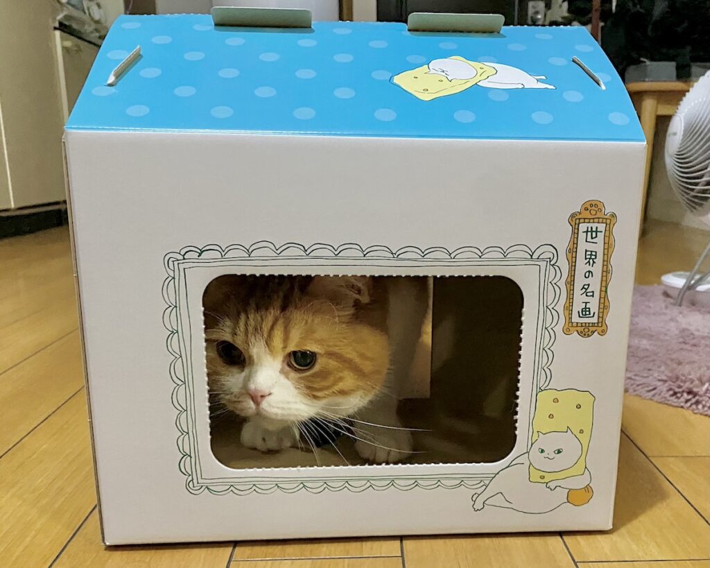 あれっ、ちょっとせまいな。【とろろ、もふもふDays。】ハチワレ