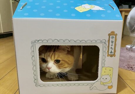 あれっ、ちょっとせまいな。【とろろ、もふもふDays。】ハチワレ
