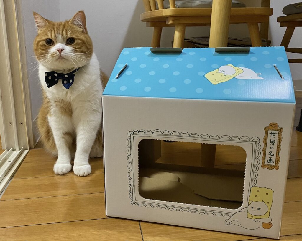 飼い主さん、僕のもふもふボディが溢れちゃうので、増築を希望します！【とろろ、もふもふDays。】ハチワレ