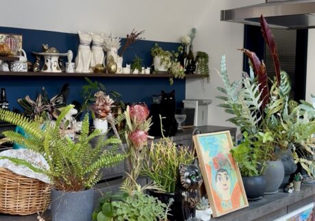ギネスです。緑がとても綺麗な季節ですね。キッチンにも植物がたくさんです。【黒猫ギネスと茶トラのピムス。仲良し兄弟のベターライフ日記。】黒猫 茶トラ