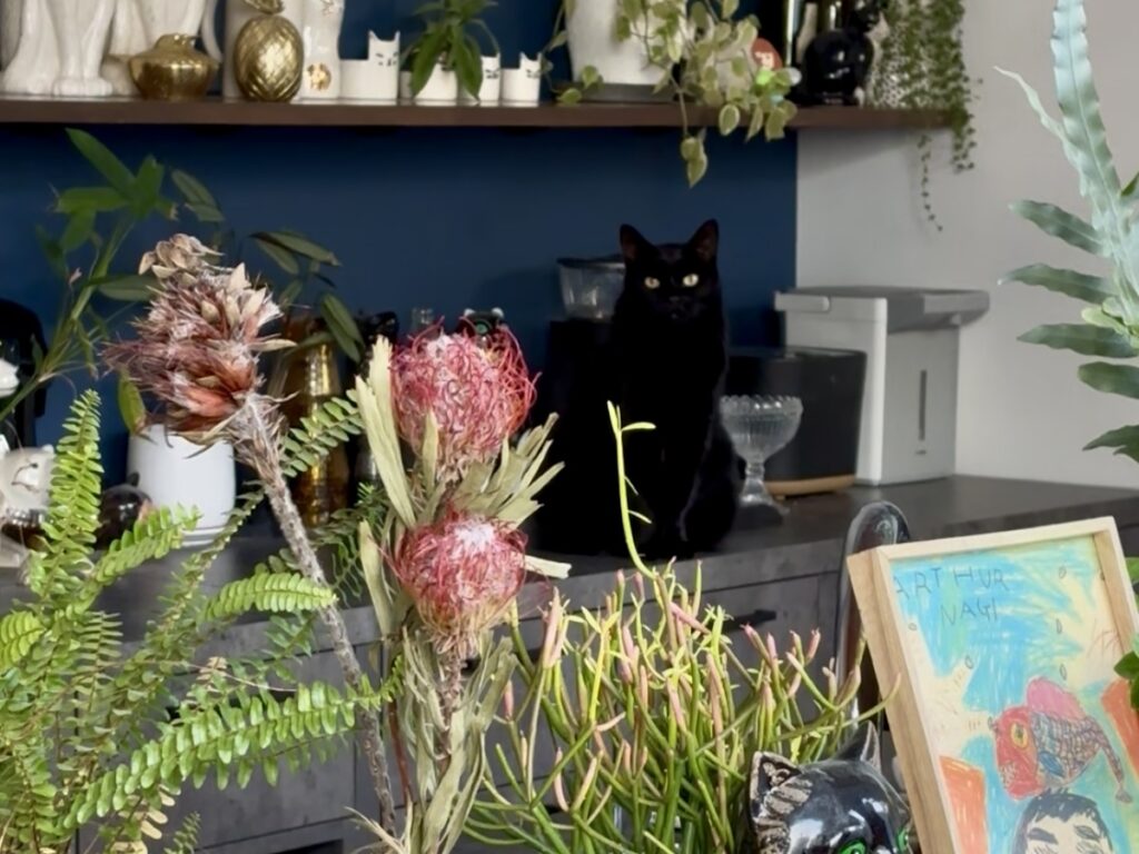 ぼくはここにいますよ。【黒猫ギネスと茶トラのピムス。仲良し兄弟のベターライフ日記。】黒猫 茶トラ