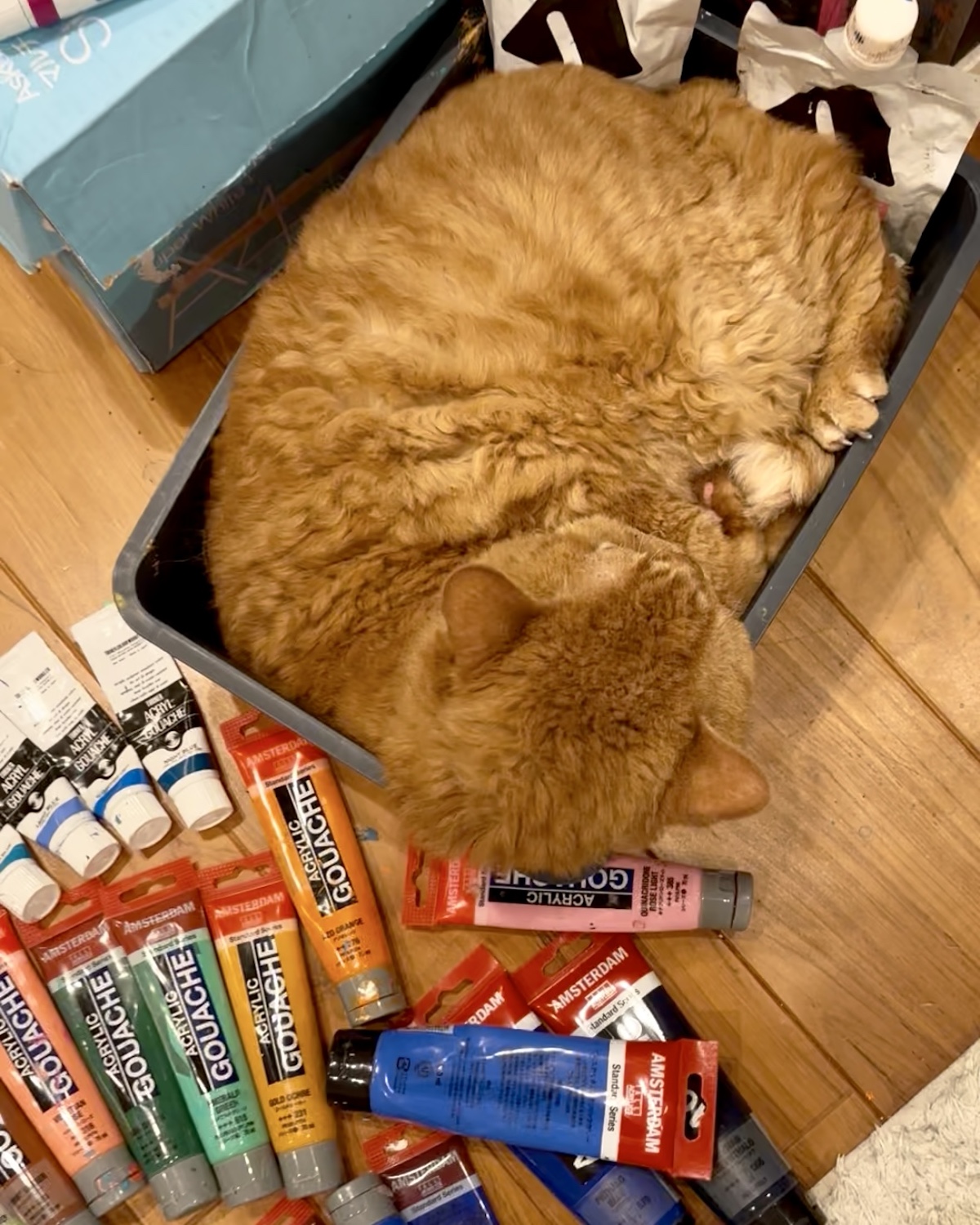 この収まりがいいんです。【黒猫ギネスと茶トラのピムス。仲良し兄弟のベターライフ日記。vol.168】