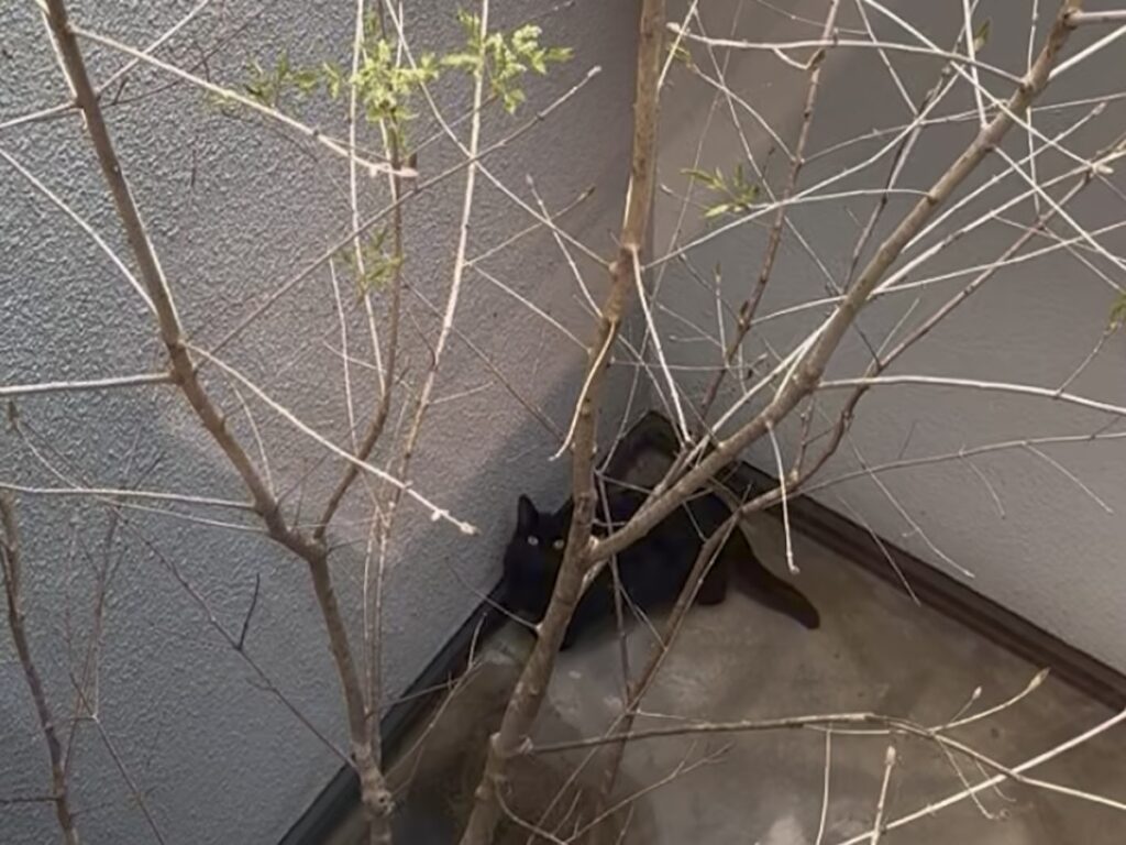 ギネスです。先月の写真です。中庭のアオダモの新芽が出たと聞いて、ひさびさにお庭に出てみました。【黒猫ギネスと茶トラのピムス。仲良し兄弟のベターライフ日記。】黒猫 茶トラ