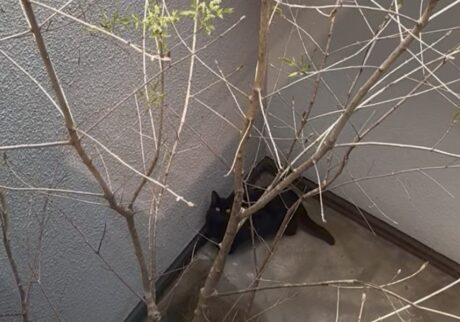 ギネスです。先月の写真です。中庭のアオダモの新芽が出たと聞いて、ひさびさにお庭に出てみました。【黒猫ギネスと茶トラのピムス。仲良し兄弟のベターライフ日記。】黒猫 茶トラ