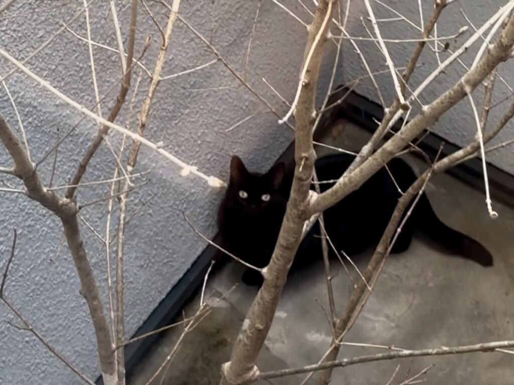 春はいいですね！【黒猫ギネスと茶トラのピムス。仲良し兄弟のベターライフ日記。】黒猫 茶トラ
