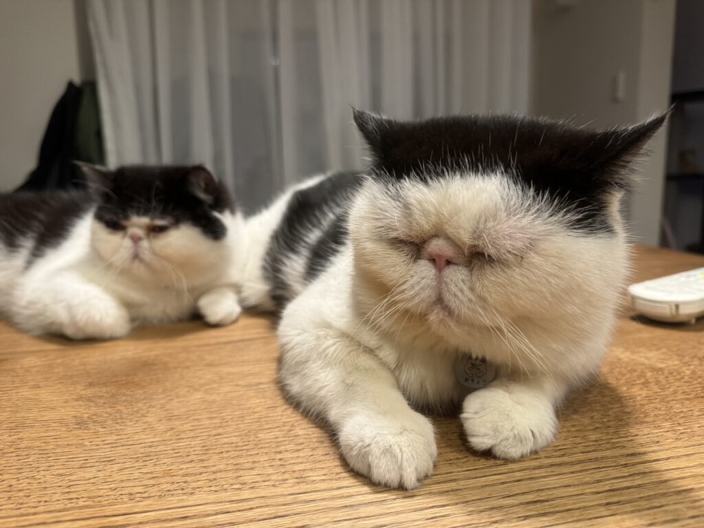 おちょこ「どっちかっていうと、ちろりが僕にくっついてくるよ」【おちょこ、ぽのぽのだより。vol.202】エキゾチックショートヘア